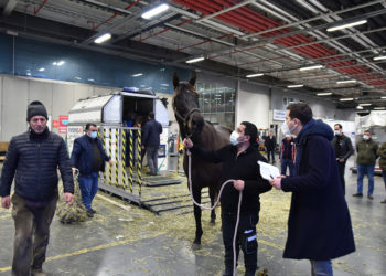 Turkish Cargo transports 63 horses from Chicago to Istanbul